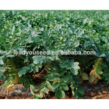 MR03 Xibai alta resistência ao frio sementes de rabanete longo para o plantio